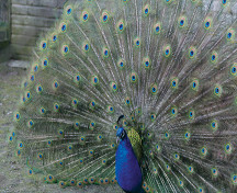 bentleypeacock