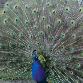 peacock